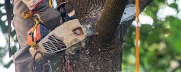 Best Soil Testing and Treatment  in Lake Of The Woods, VA
