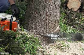 How Our Tree Care Process Works  in  Lake Of The Woods, VA