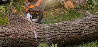 Professional Tree Removal in Lake Of The Woods, VA