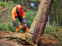 Best Emergency Tree Removal  in Lake Of The Woods, VA