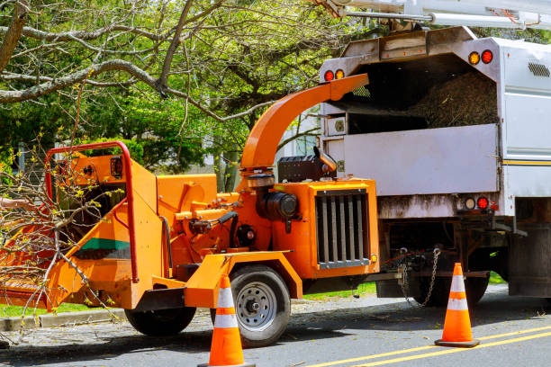 Best Tree Removal  in Lake Of The Woods, VA