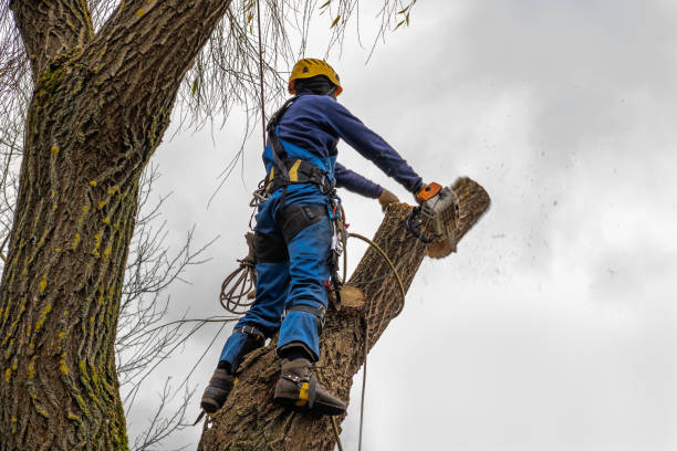 Best Storm Damage Tree Cleanup  in Lake Of The Woods, VA